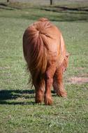 brown fluffy pony in the meadow