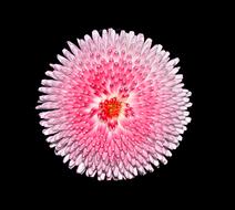 large pink flower on a black background