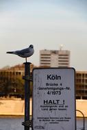 seagull on the rhine coast in cologne