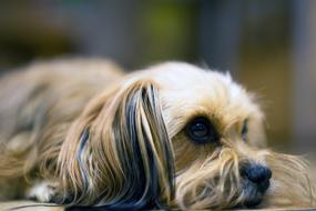 Portrait of the cute, beautiful and colorful, fluffy, laying dog