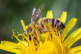 Bee Closeup on yellow flower