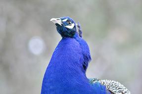 bright blue peacock close-up on a blurred background