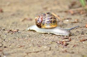Snail Macro