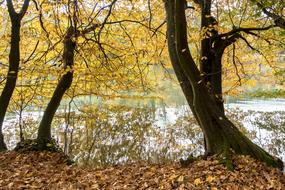 Autumn On The River