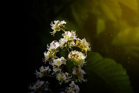 Flowers Visual Composer
