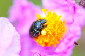 black beetle on pink flower in blurred background