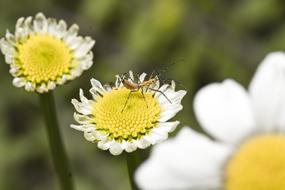 insect on the yellow heart of the flower