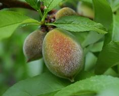 fluffy peach fruit