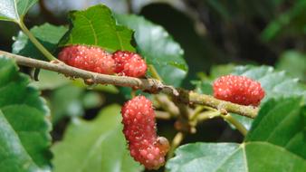 red berry on the tree