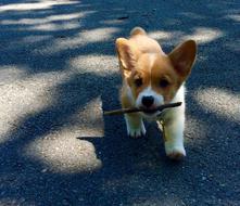 charming Corgi Puppy Dog