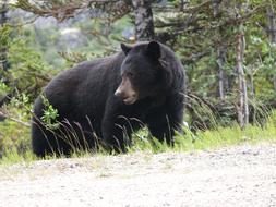 male Black Bear in wild, canada