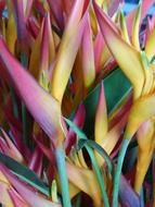 Bird Of Paradise Flowers