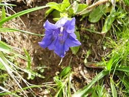 wild flower bud in the field