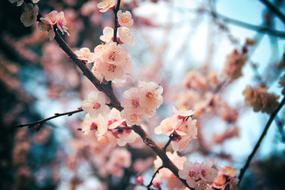 Cherry Blossom Daegu