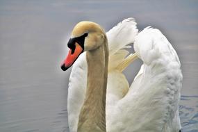 Swan Water Bird White