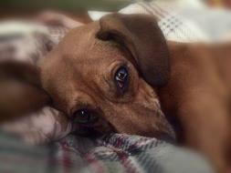 sad sleeping little dog
