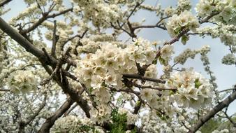 beautiful white flowers against the sky