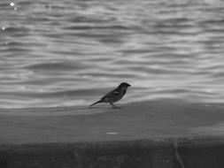 male sparrow stands on stone wall at water