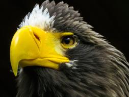 Steller's sea eagle head with yellow beak