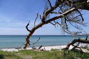 fallen tree by the sea