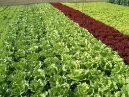 Salad Land Growing