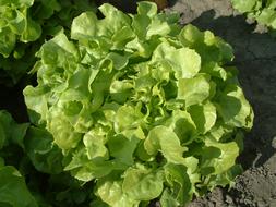 Salad Oak-Leaf Lettuce Growing