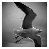 Seagull