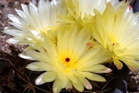 Cactus Garden Spring Flowering