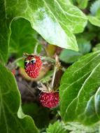 Funny Strawberry Wild