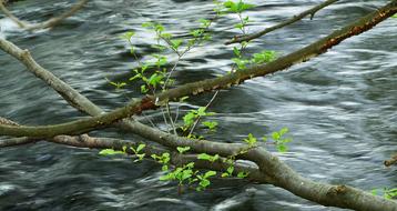 Water Aesthetic Young Green