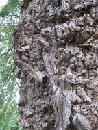 Close-up of the colorful bark texture near the green plants