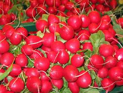 Delicious radish harvest