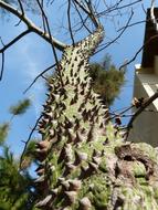 Ceiba Speciosa Barbed Tree Spur