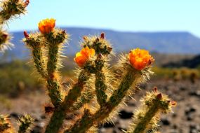 prickly cactus with flowers in the desert