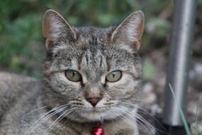 Cat Face Curious