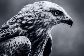 Bird Milan Black And White