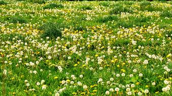 Meadow