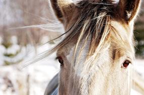 Horse head eyes