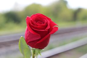 macro flower rose