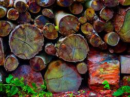 tree logs in colored crayons
