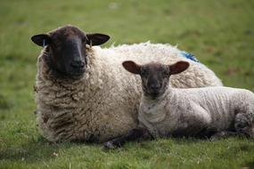 Sheep and Lamb resting on pasture close up