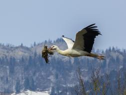 stork building a nest