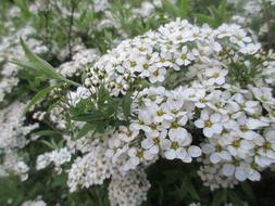 Spring Flowers Spirea