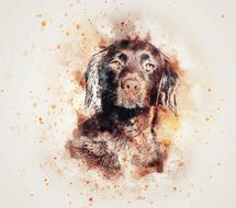 dog spaniel art abstract drawing