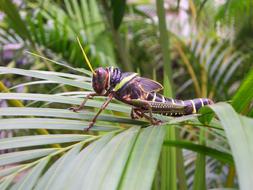 Grasshopper in rainforest, Brazil