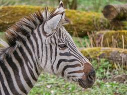 head of Zebra close up, side view