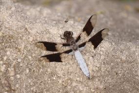 Dragonfly Insect sand