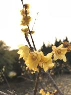 Chimonanthus Praecox Backlighting