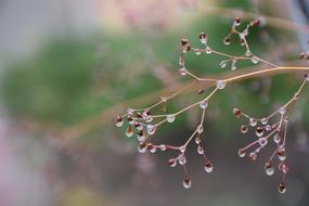 Water Droplets Rain
