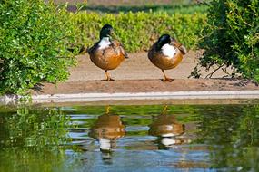 two Mallard Ducks standing in front of water
